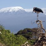 East Africa's Glaciers Facing Permanent Disappearance Amid Climate Change