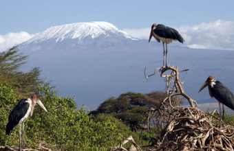 East Africa's Glaciers Facing Permanent Disappearance Amid Climate Change