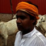 Impact of Cow Slaughter Bans on Livelihoods: A Deep Dive into Current Issues