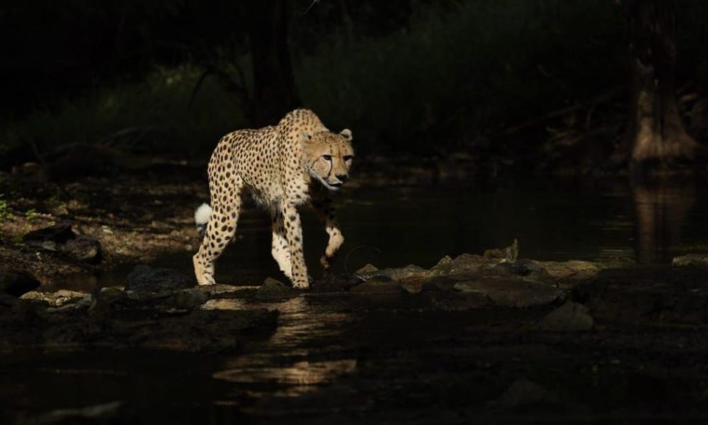 Irrigation Project Poses Risk to Cheetah Habitat and Local Communities in Kuno