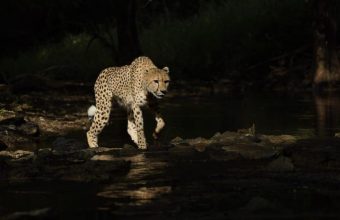 Irrigation Project Poses Risk to Cheetah Habitat and Local Communities in Kuno