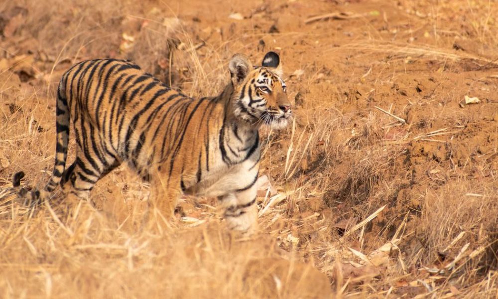 Kawal Tiger Reserve: A Rich Habitat Yet Lacking Resident Tigers