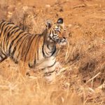 Kawal Tiger Reserve: A Rich Habitat Yet Lacking Resident Tigers