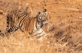 Kawal Tiger Reserve: A Rich Habitat Yet Lacking Resident Tigers