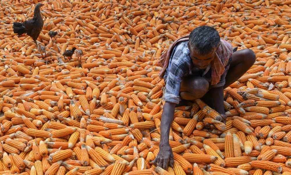 Rising Maize Prices Threaten Poultry Sector Amid Ethanol Demand and Poor Monsoon