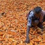 Rising Maize Prices Threaten Poultry Sector Amid Ethanol Demand and Poor Monsoon