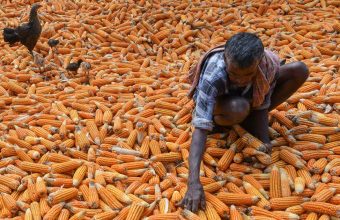 Rising Maize Prices Threaten Poultry Sector Amid Ethanol Demand and Poor Monsoon