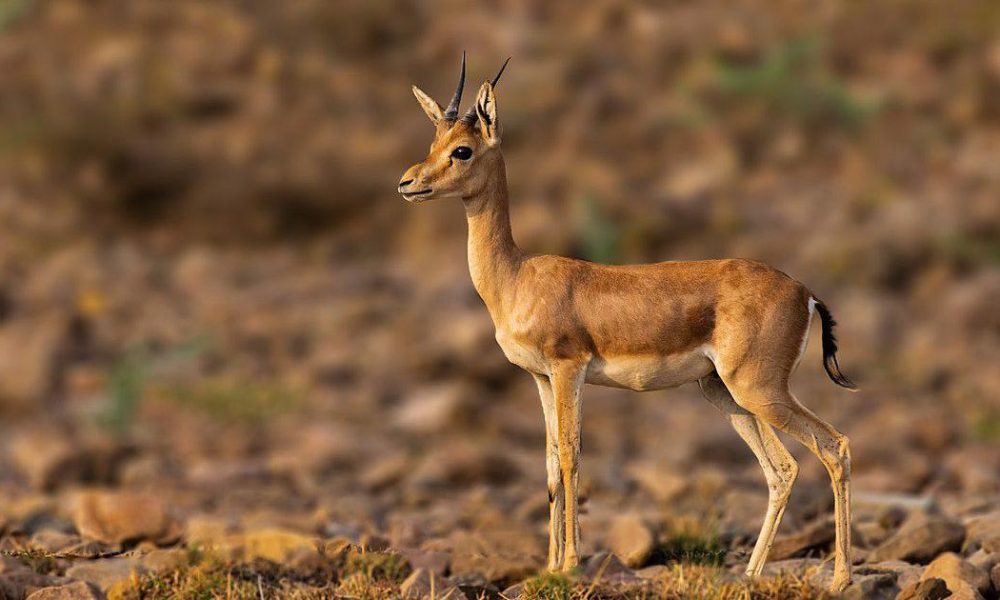 Violence Erupts in Vananchal Forest as Wildlife Faces Threat from Jackals and Wolves