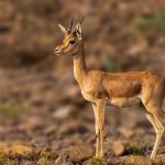Violence Erupts in Vananchal Forest as Wildlife Faces Threat from Jackals and Wolves