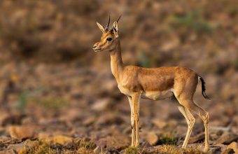 Violence Erupts in Vananchal Forest as Wildlife Faces Threat from Jackals and Wolves