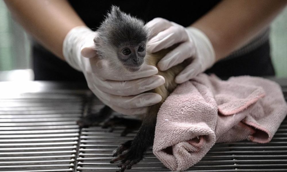 Global Wildlife Populations Plummet by 73% Since 1970, Indicating Urgent Need for Conservation