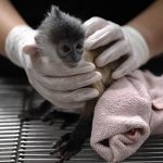 Global Wildlife Populations Plummet by 73% Since 1970, Indicating Urgent Need for Conservation