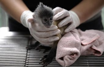 Global Wildlife Populations Plummet by 73% Since 1970, Indicating Urgent Need for Conservation
