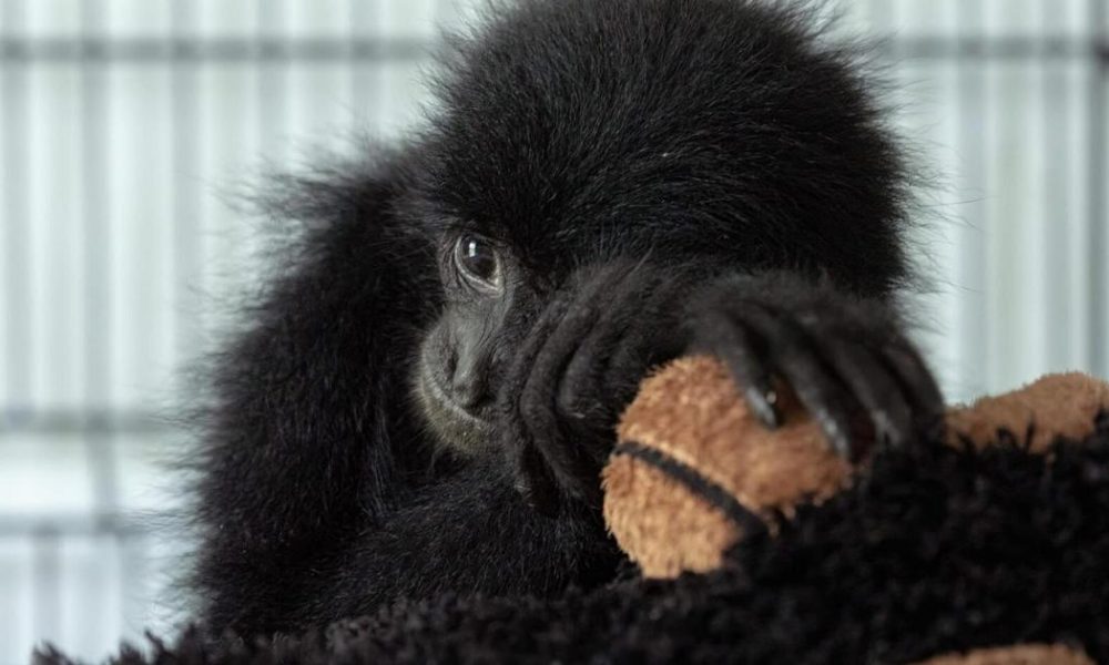 India's Exotic Pet Industry Surges Amid Alarming Abandonment Rates
