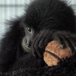India's Exotic Pet Industry Surges Amid Alarming Abandonment Rates