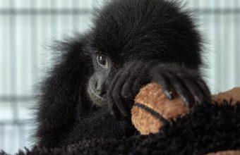 India's Exotic Pet Industry Surges Amid Alarming Abandonment Rates