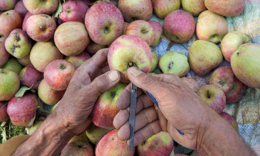 Kashmir's Agricultural Shift: Paddy Fields Give Way to Apple Orchards Amidst Rising Concerns