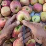 Kashmir's Agricultural Shift: Paddy Fields Give Way to Apple Orchards Amidst Rising Concerns
