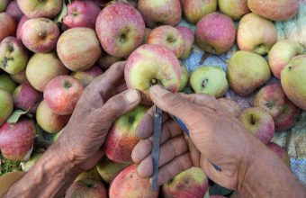 Kashmir's Agricultural Shift: Paddy Fields Give Way to Apple Orchards Amidst Rising Concerns