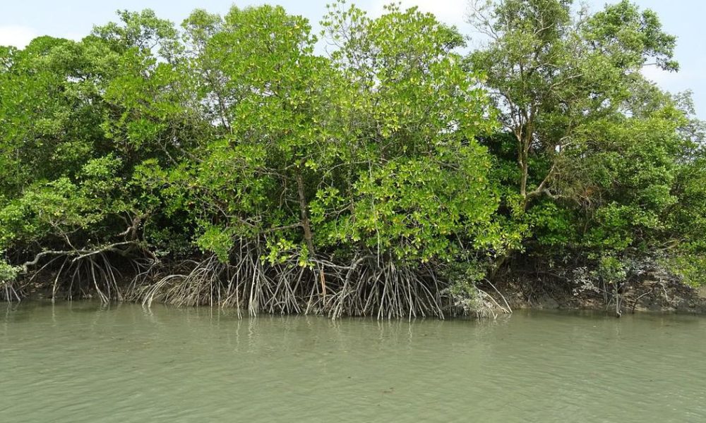 Moyna's Journey: Resilience Amidst Change in the Sunderbans After Father's Disappearance