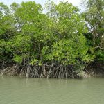 Moyna's Journey: Resilience Amidst Change in the Sunderbans After Father's Disappearance