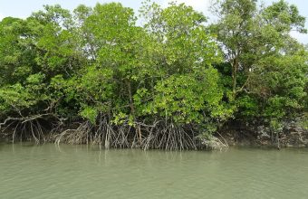 Moyna's Journey: Resilience Amidst Change in the Sunderbans After Father's Disappearance