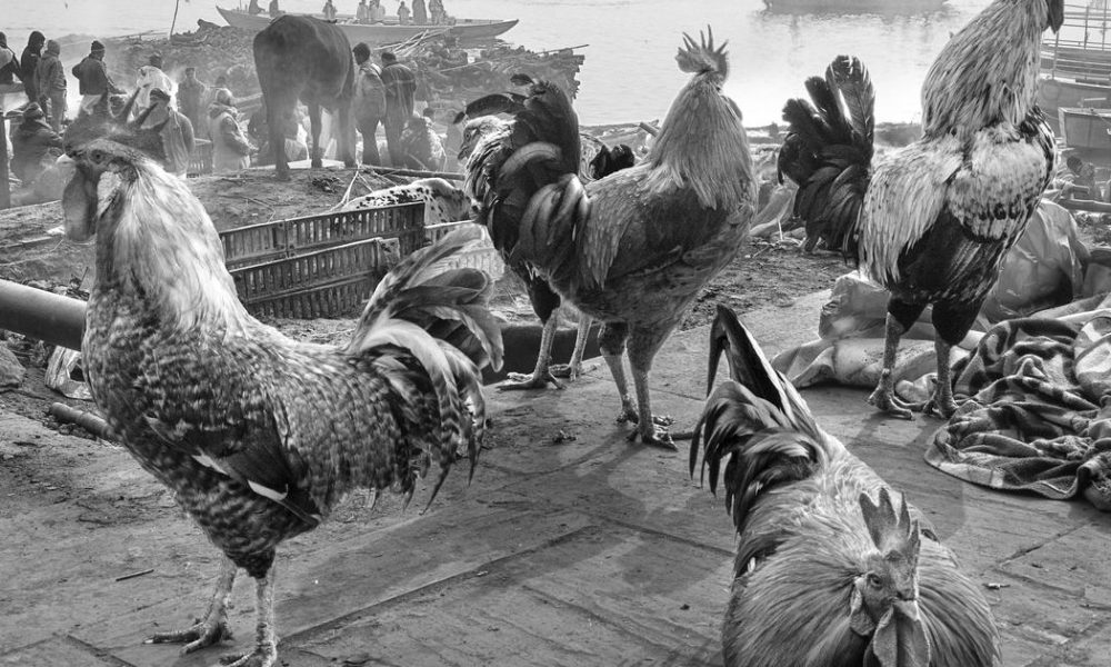 Raghu Rai Unveils a Captivating Collection of Animal Photography in New Book