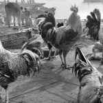 Raghu Rai Unveils a Captivating Collection of Animal Photography in New Book