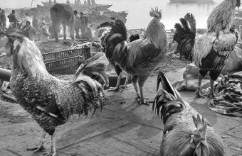 Raghu Rai Unveils a Captivating Collection of Animal Photography in New Book