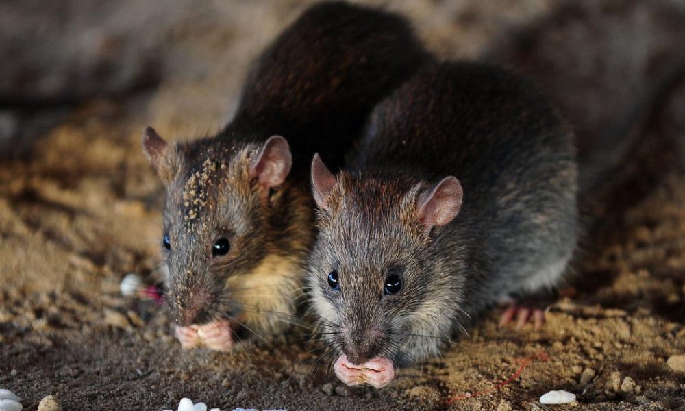 Rat Infestation Sparks Civic Debate in Canadian Elections