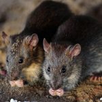 Rat Infestation Sparks Civic Debate in Canadian Elections