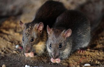 Rat Infestation Sparks Civic Debate in Canadian Elections