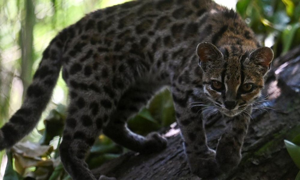 Scientists Unveil Tilcayo: A Groundbreaking Discovery of a New Cat Species from Bolivia