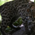 Scientists Unveil Tilcayo: A Groundbreaking Discovery of a New Cat Species from Bolivia