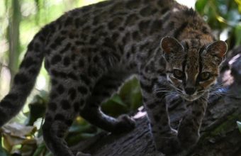 Scientists Unveil Tilcayo: A Groundbreaking Discovery of a New Cat Species from Bolivia