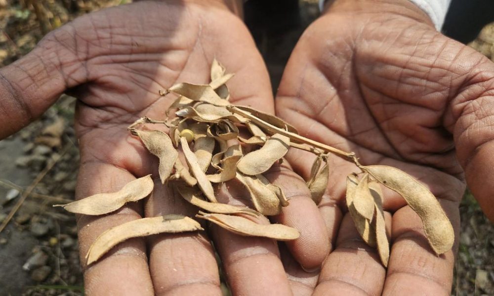 Severe Drought Hits Maharashtra's Beed District as Winter Approaches