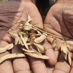Severe Drought Hits Maharashtra's Beed District as Winter Approaches