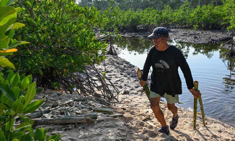The Business of Carbon Credits: Mangrove Restoration's Dual Value Dilemma