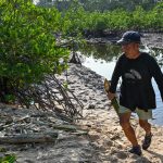The Business of Carbon Credits: Mangrove Restoration's Dual Value Dilemma
