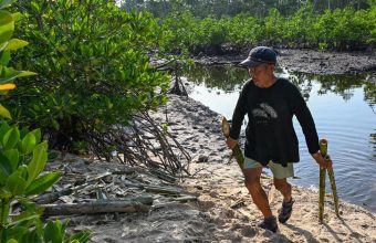 The Business of Carbon Credits: Mangrove Restoration's Dual Value Dilemma