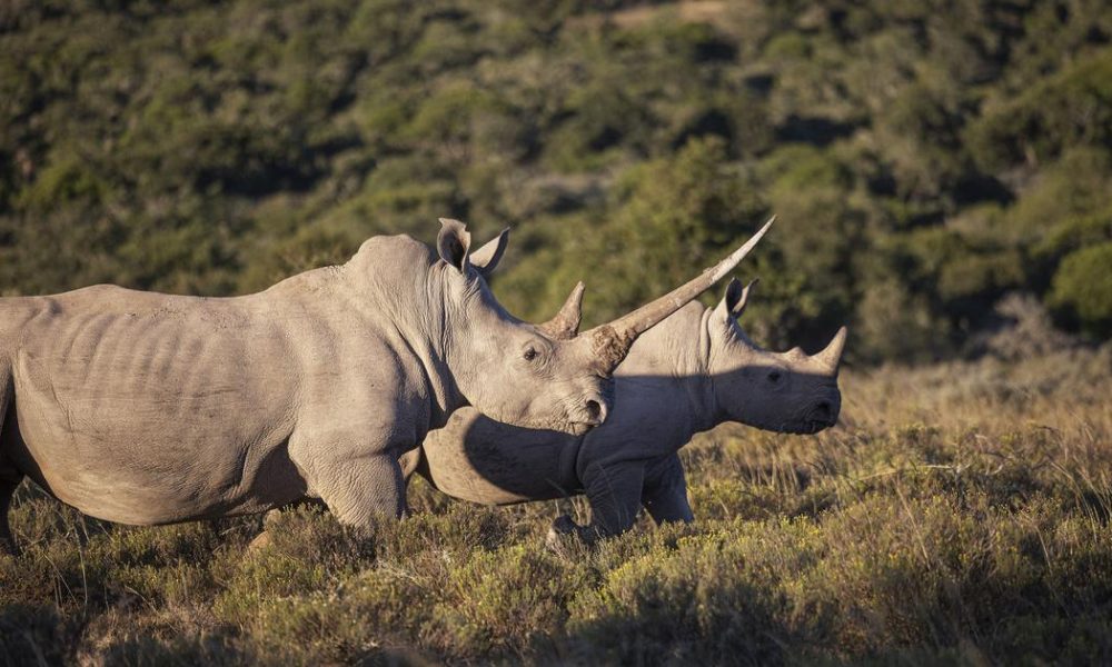 The Intricacies of Relocating Wildlife: Challenges and Lessons Learned