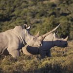The Intricacies of Relocating Wildlife: Challenges and Lessons Learned