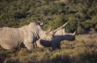 The Intricacies of Relocating Wildlife: Challenges and Lessons Learned